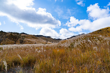 砥峰高原のススキ