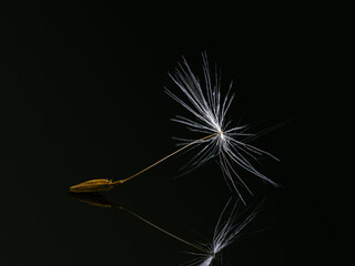 Dandelion seed macro closeup, with reflection. Dark background.