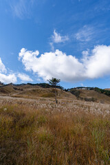 砥峰高原のススキ