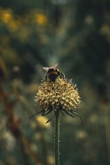 bee on a flower
