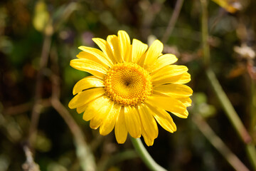 yellow flower in the garden
