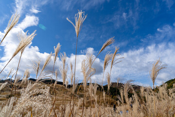 Obraz premium 砥峰高原のススキ