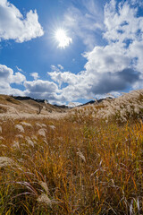 砥峰高原のススキ
