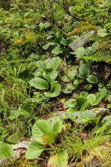 Elephants ears leaves - Latin name - Bergenia crassifolia