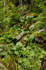 Elephants ears leaves - Latin name - Bergenia crassifolia