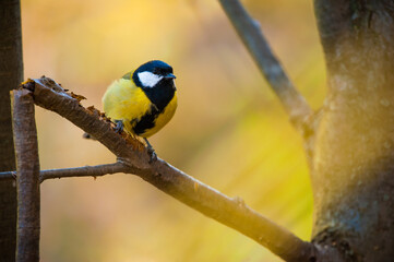 a big tit sits on a tree in autumn