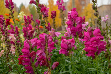 Tall pink flowers grow on a flower bed in a city park.
