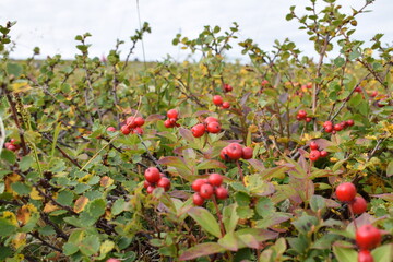The red berries grow low on the ground in the tundra.

