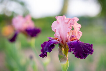 irises in the garden, selection varieties, large