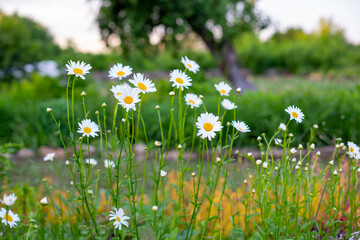 white daisies in the garden on a green background