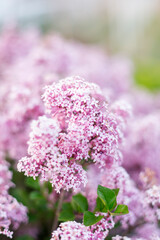 small fragrant lilac on the stock