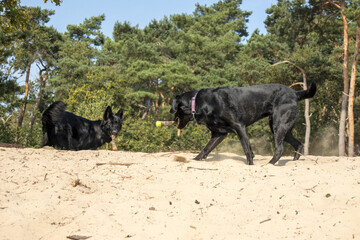 Herder daagt labrador uit