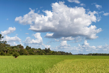 Rice paddies in Cambodia