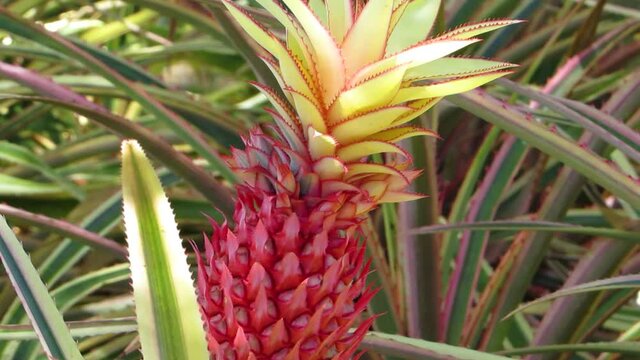 Ornamental Bromeliad: Red Pineapple. Ananas Bracteatus.