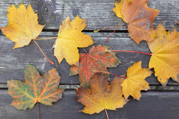 Yellowed leaves of trees in the autumn forest