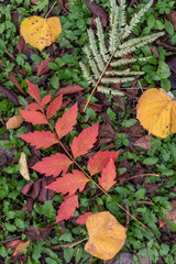 Yellowed leaves of trees in the autumn forest