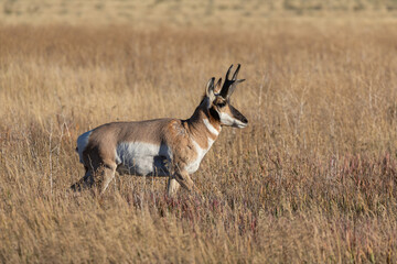Naklejka na ściany i meble Pronghorn Antelope Buck in Autumn in Wyoming