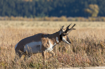 Pronghorn Antelope Buck in Autumn in Wyoming