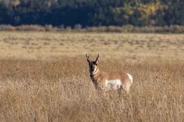 Pronghorn Antelope Buck in Autumn in Wyoming