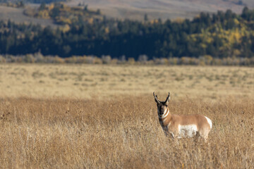 Pronghorn Antelope Buck in Autumn in Wyoming
