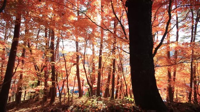 Walking through Japanese maple forest in autumn