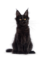 Cool black Maine Coon cat, laying facing front on edge with paws hanging down. Looking towards camera with golden eyes. Isolated on a white background.