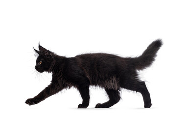 Cool black Maine Coon cat, walking side ways. Looking straight ahead away from camera with golden eyes. Isolated on a white background.