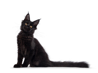 Cool black Maine Coon cat, sitting up side ways with long tail stretched behind body. Looking towards camera with golden eyes. Isolated on a white background.