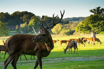 Deers...