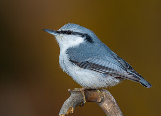 nuthatch