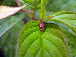 Macro mating fly on leaf