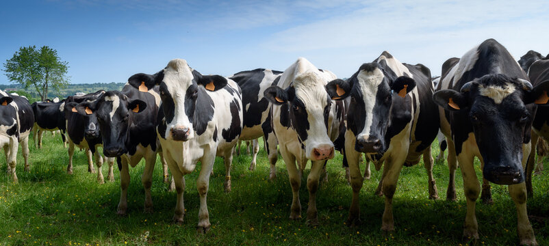 troupeau de vaches laiti&egrave;res blanches et noires dans la prairie