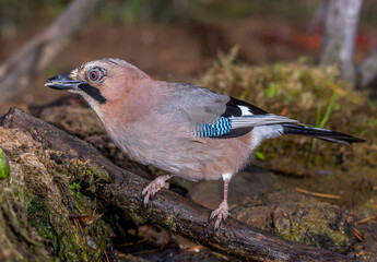 jay