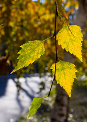 image of beautiful trees with autumn leaves in the park close-up