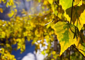 image of beautiful trees with autumn leaves in the park close-up