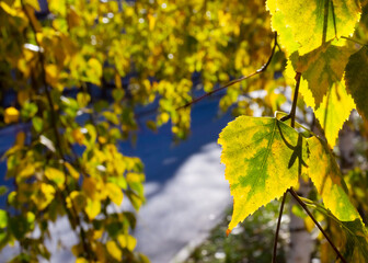 Fototapeta premium image of beautiful trees with autumn leaves in the park close-up