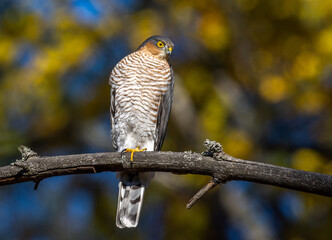 sparrowhawk