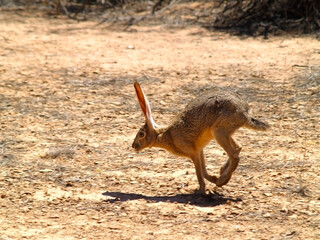 Arizona Jackrabbit On the Run © Deep Desert Photo