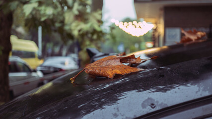 The fallen orange leaf of the sycamore tree on the roof of the car is wet from the rain. Autumn in the city.