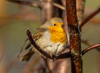 robin
