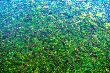 Green seaweed in the ocean. The surface of the sea is covered with seaweed.