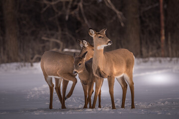 White tail deer family in search of food at sunset!