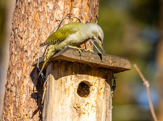 gray-headed woodpecker