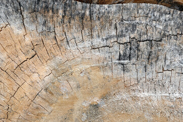 wood texture