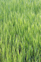 green wheat field