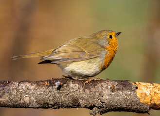 robin