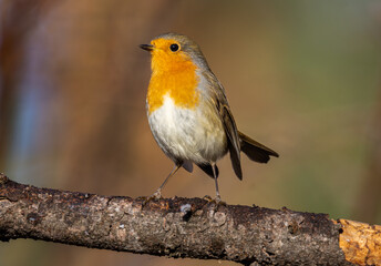 robin