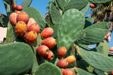 Prickly pear cactus or puntia, ficus-indica, Indian fig opuntia with fruits - obrazy, fototapety, plakaty