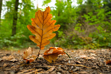 Close-up oak leaf in a forest