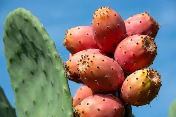 Fototapete Prickly pear cactus or puntia, ficus-indica, Indian fig opuntia with fruits © Maresol